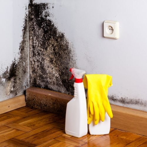 Black mold in the corner of room wall. Preparation for mold removal.